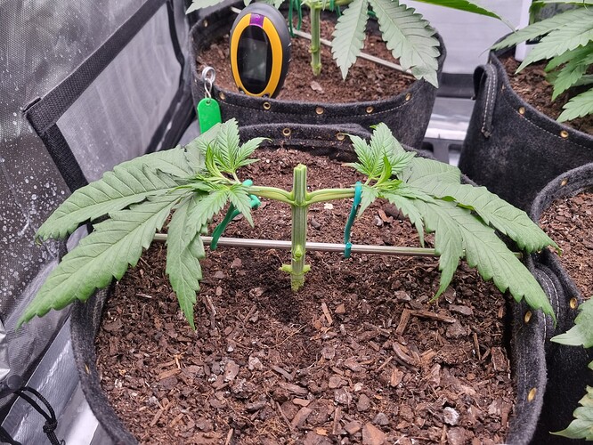 Growreport Bild 23