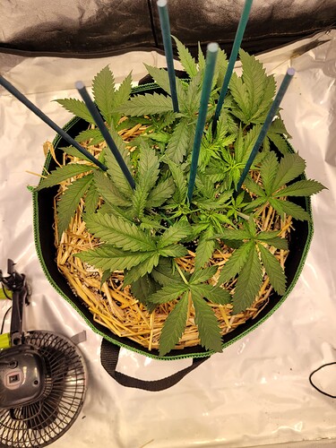 Growreport Bild 1