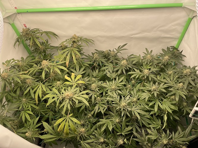 Growreport Bild 9