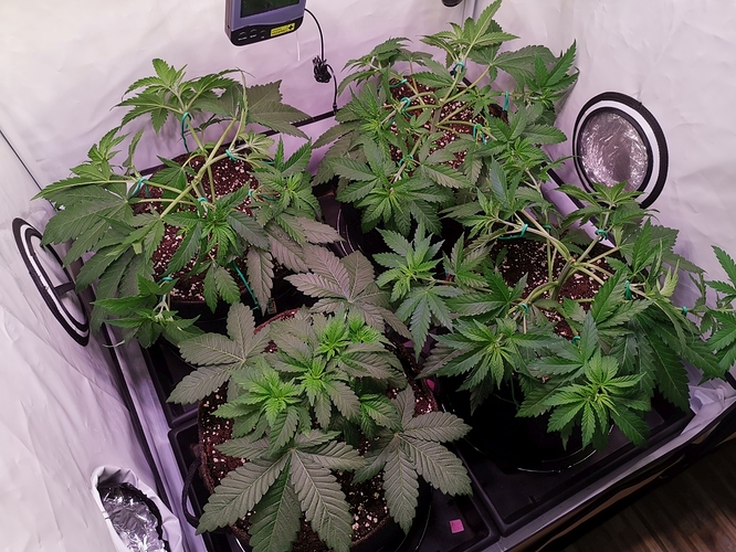 Growreport Bild 10