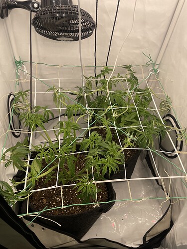 Growreport Bild 5