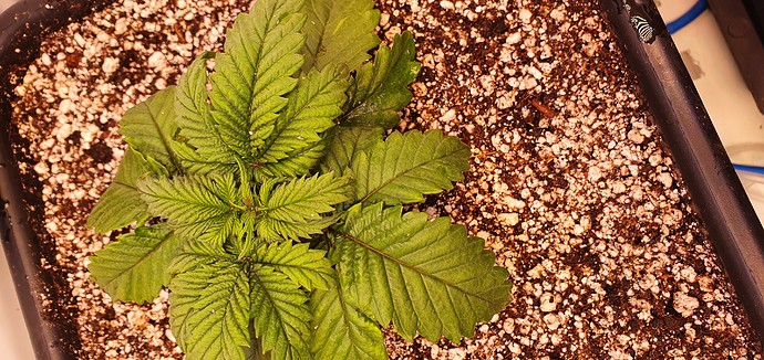 Growreport Bild 5