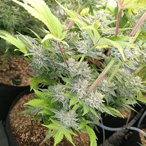 Growreport Bild 15