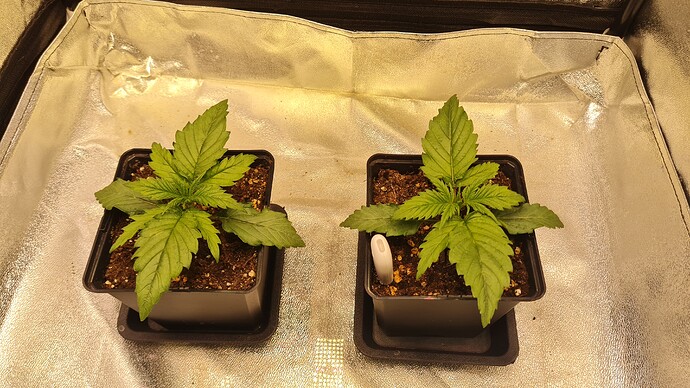 Growreport Bild 2
