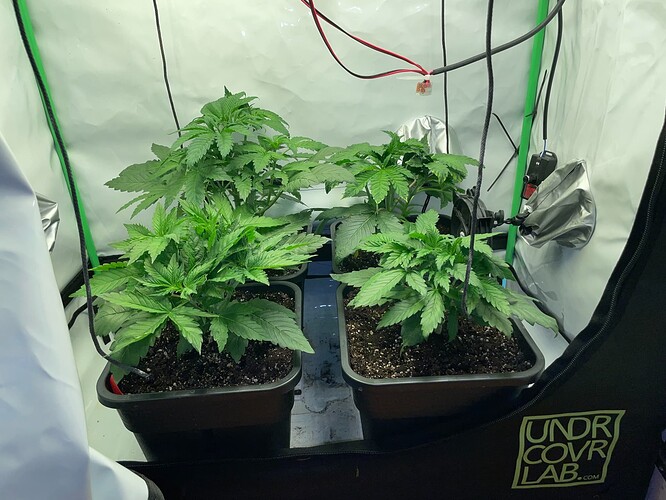Growreport Bild 1