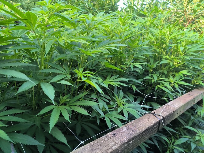 Growreport Bild 3