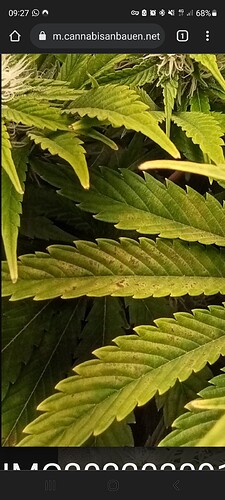 Screenshot_20220310-092737_Chrome