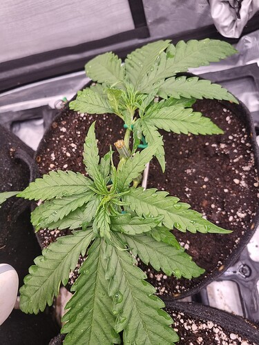 Growreport Bild 17