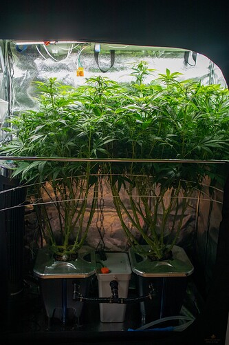 Growreport Bild 5