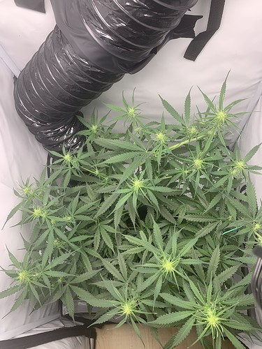 Growreport Bild 14
