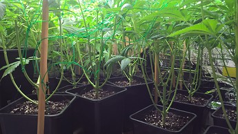 Growreport Bild 1