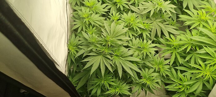 Growreport Bild 1