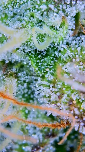 Growreport Bild 8