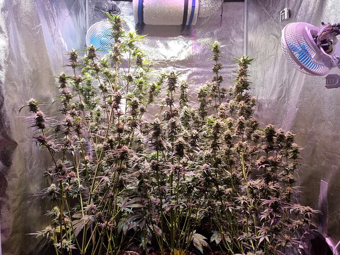 Growreport Bild 47