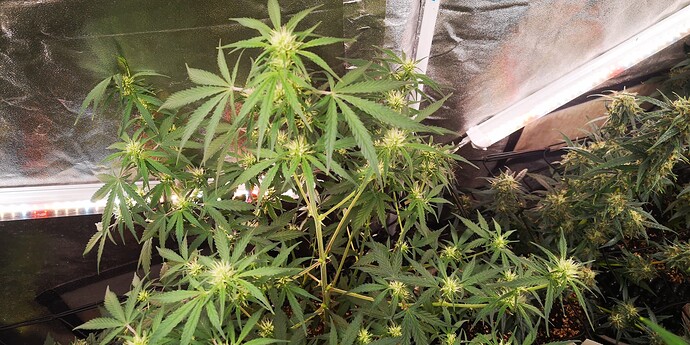 Growreport Bild 26