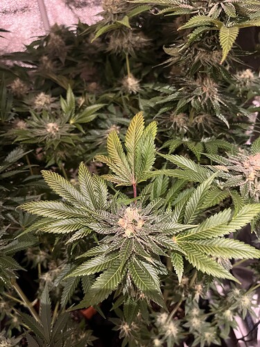 Growreport Bild 6