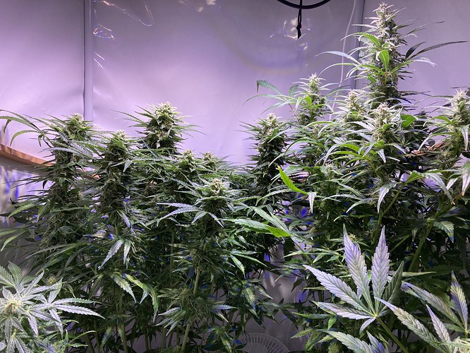 Growreport Bild 2