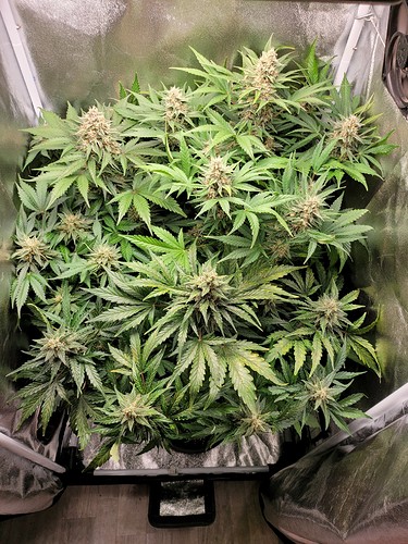 Growreport Bild 5