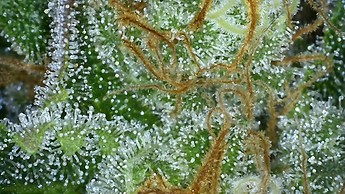 Growreport Bild 24