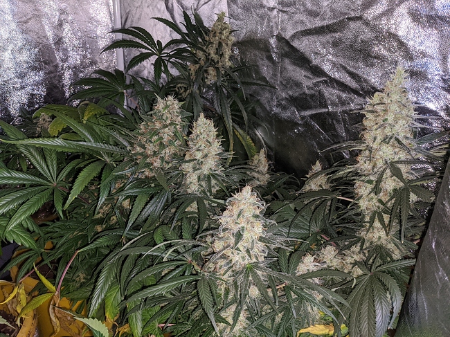 Growreport Bild 2