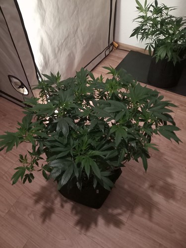 Growreport Bild 22