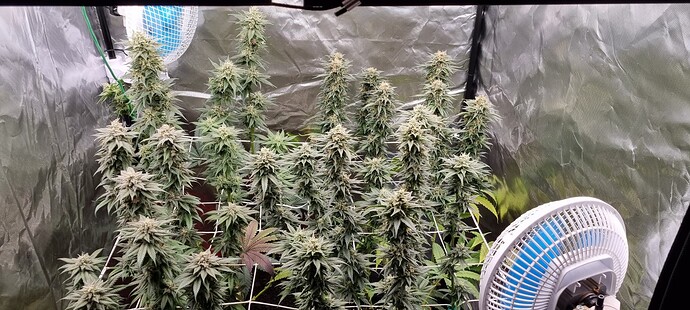 Growreport Bild 25