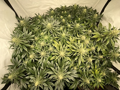 Growreport Bild 1