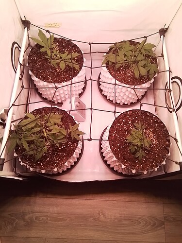 Growreport Bild 5
