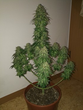 Growreport Bild 17