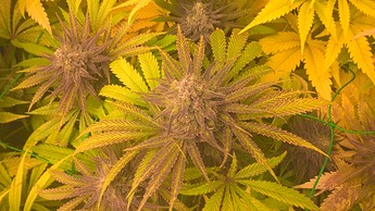 Growreport Bild 6
