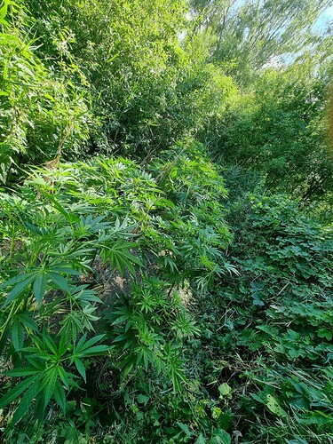 Growreport Bild 6