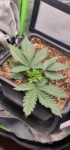 Growreport Bild 1