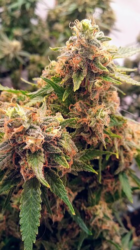 Growreport Bild 23