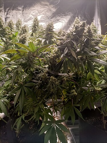 Growreport Bild 12