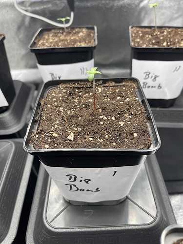 Growreport Bild 27