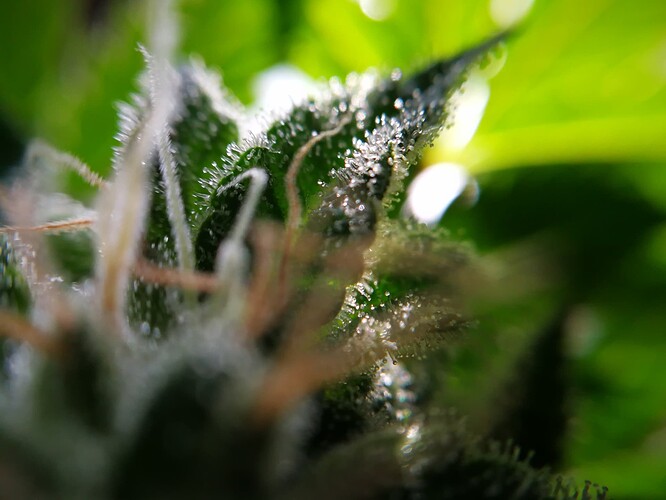 Growreport Bild 6