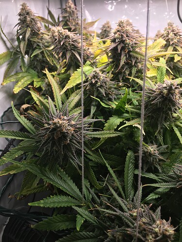 Growreport Bild 1