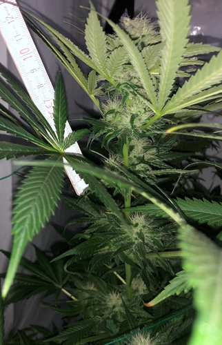 Growreport Bild 4