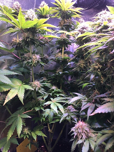 Growreport Bild 25