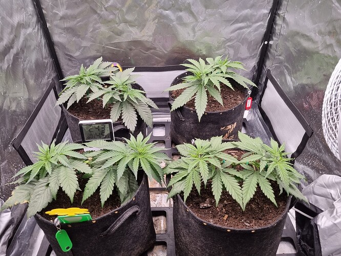 Growreport Bild 1