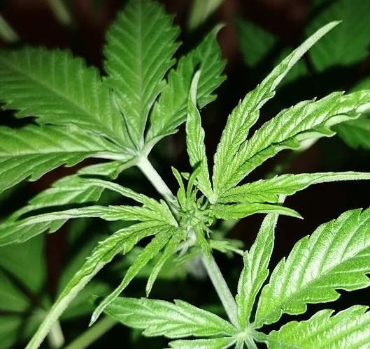 Growreport Bild 5