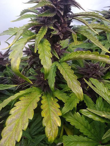 Growreport Bild 9