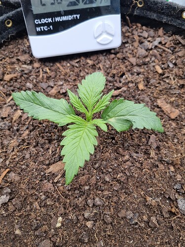 Growreport Bild 47