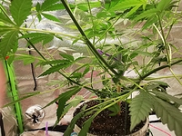 Growreport Bild 4