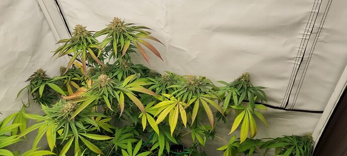 Growreport Bild 3