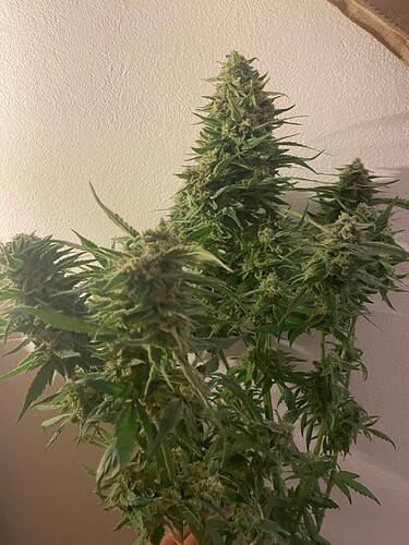 Growreport Bild 4