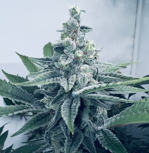 Growreport Bild 13