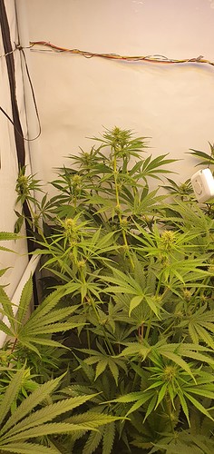 Growreport Bild 4