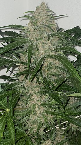Growreport Bild 7