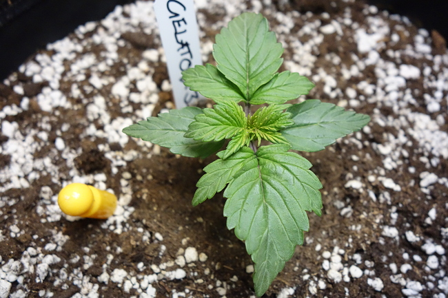 Growreport Bild 15